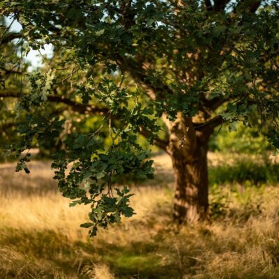 How Tree Surgery Can Make Your Garden Safer